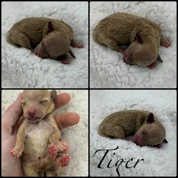 Tiger - Red  male Poodle puppy in Wheatland, California from Sapphire Ridge Poodles