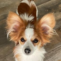 Nellie - Papillon