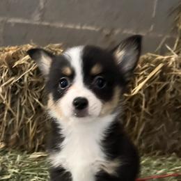 Pembroke Welsh Corgis from Schott’s Country Corgis