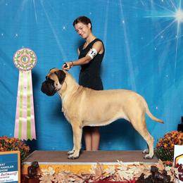 Bullmastiffs from Gracewood Bullmastiffs