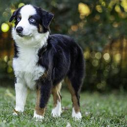 Atlas - Black tri male Toy Australian Shepherd puppy in Franklinville, North Carolina from Fine Hill Miniature Americans
