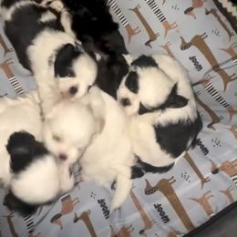 Shih Tzu Puppies from Keepin' it X-tra Shih-Tzu