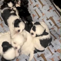 Shih Tzu Puppies from Keepin' it X-tra Shih-Tzu