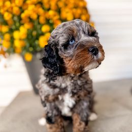 Rusty - Merle male Bernedoodle puppy in Ammon, Idaho from Little Stone Bernedoodles