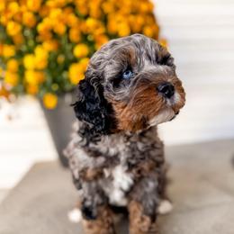 Rusty - Merle male Bernedoodle puppy in Ammon, Idaho from Little Stone Bernedoodles