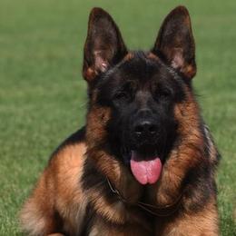 German Shepherd puppies from Von Kunstlerisch