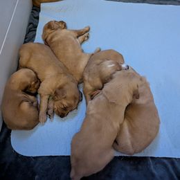 Golden Retriever Puppies from Floden Farm Golden Retrievers