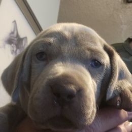 Boy - Gray male Weimaraner puppy in Glendive, Montana from Lazy Hearts Kennel