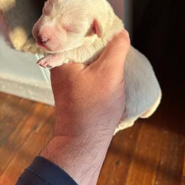Boy 3 - White male Miniature Schnauzer puppy in Alabama from Little River Miniature Schnauzers