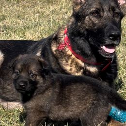German Shepherd Puppies from Alten Waechter German Shepherds