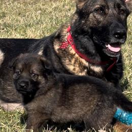 German Shepherd Puppies from Alten Waechter German Shepherds
