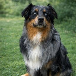 Eli - Australian Shepherd
