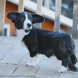 Girl 1 - Black and white Cardigan Welsh Corgi puppy in Paonia, Colorado from Electric Mountain Cardigan Corgis
