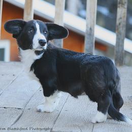 Girl 1 - Black and white Cardigan Welsh Corgi puppy in Paonia, Colorado from Electric Mountain Cardigan Corgis