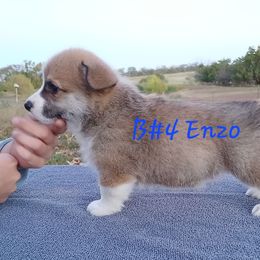 Pine Boy 4 - Red male Pembroke Welsh Corgi puppy in Redfield, Kansas from Owenby's Corgi's