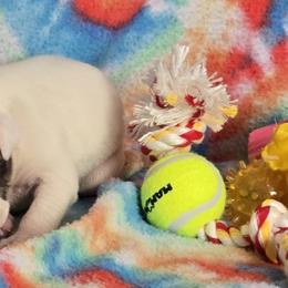 Taffy - White and brindle female American Bulldog puppy in Three Rivers, Michigan from Jemms Kennels