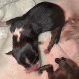 Stowe - Black tri-color male Australian Shepherd puppy in Chaplin, Connecticut from Mystic Moon