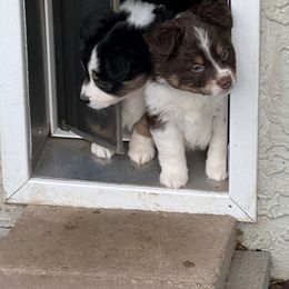 Miniature Australian Shepherd Puppies from Amberwood DD Aussies