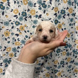 Red-Mini - Parti male Goldendoodle puppy in Millville, New Jersey from Michelle's Doodles