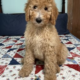 Peace - Red  female Poodle puppy in Fairfield, North Carolina from Leaning T Ranch