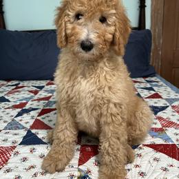 Peace - Red  female Poodle puppy in Fairfield, North Carolina from Leaning T Ranch