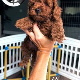 Sir Phoenix - Red  male Poodle puppy in Plainwell, Michigan from Northern Heart Standards