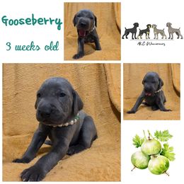 Gooseberry - Blue male Weimaraner puppy in Ferrum, Virginia from LAAT Weims
