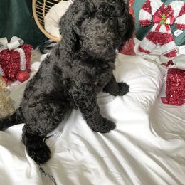 MAMBA - Labradoodle puppy in Vallejo, California from Ginger Pupoodles