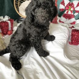 MAMBA - Labradoodle puppy in Vallejo, California from Ginger Pupoodles