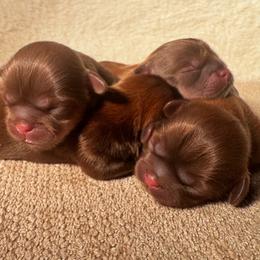 Cody - Chocolate male Shih Tzu puppy in Detroit, Michigan from Friends4everkennel LLC