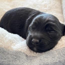 Fern - Black male Goldendoodle puppy in Charlotte, North Carolina from Hopeful Heart Doodles