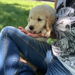 Goldendoodle Puppies from Heart of Goldendoodles
