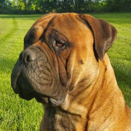 Hank Jones - Bullmastiff