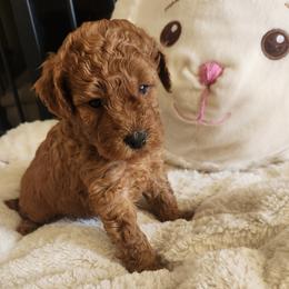 TOD - Red  male Poodle puppy in San Tan Valley, Arizona from Desert Storm Poodles
