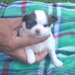 Dolly - Blue fawn female Chihuahua puppy in Gray, Louisiana from Chi Chi's Place LLC