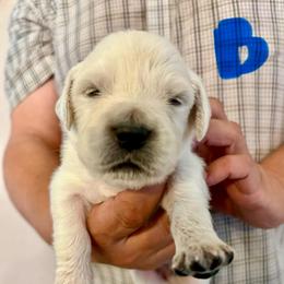 Male Pick 4 - Light golden male Golden Retriever puppy in Litchfield Park, Arizona from Phoenix Golden Retriever & Biewer Terriers