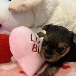 Yorkshire Terrier Puppies from Galaxy Kennel