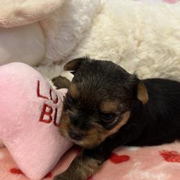 Yorkshire Terrier Puppies from Galaxy Kennel