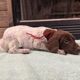 Red - Liver roan female German Shorthaired Pointer puppy in Huntington, Texas from B&B GSP’S
