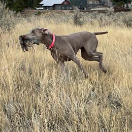 Weimaraners from Kelly's Weimaraners