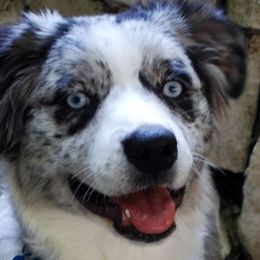 April - Miniature Australian Shepherd