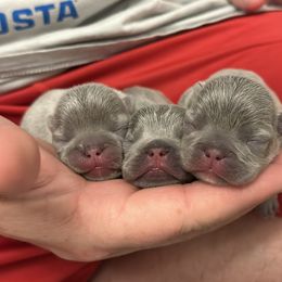 French Bulldog Puppies from Love & Frenchies