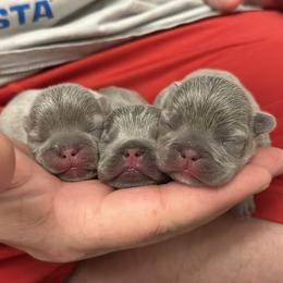 French Bulldog Puppies from Love & Frenchies