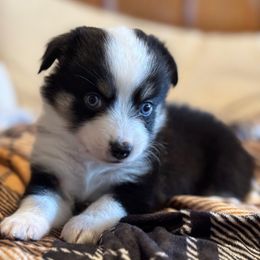 Purple - Black tri female Miniature Australian Shepherd puppy in Arizona from Country Charm Mini Aussies