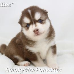 Helios - Chocolate male Pomsky puppy in Christiana, Tennessee from Smoky Mountain Pomskies