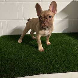 Girl 4 - French Bulldog puppy in Port St Lucie, Florida from NVME Frenchies