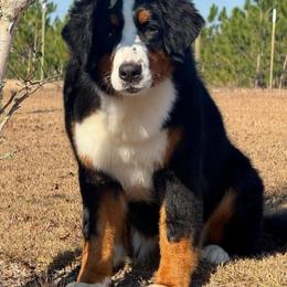 Priscilla - Black rust and white female Bernese Mountain Dog puppy in Broxton, Georgia from Faith’s Bernese