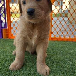 Golden Retriever Puppies from Sydney’s Goldens