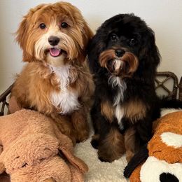 Marley - Cavapoo