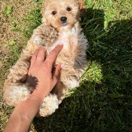 Cavalier King Charles Spaniel and Cavapoo Puppies from CK Cavaliers